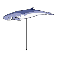 _images/pigmyspermwhale.png